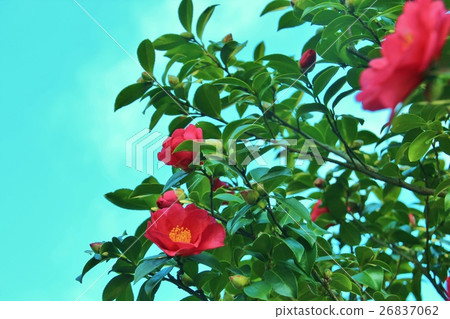 美麗的山花花 26837062