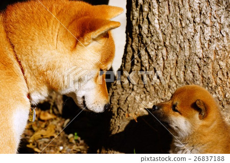 Shiba Inu's parent-child conversation 26837188