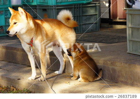 Shiba Inu's parent and child dog 26837189
