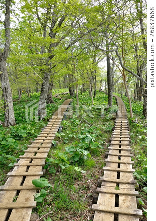 木路徑通過葉子 木路徑通過葉子 26837668