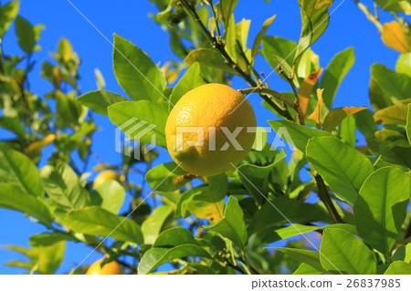 瀨戶內檸檬 瀨戶內檸檬 26837985