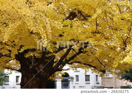 The colored leaves of the University of Tokyo The colored leaves of the University of Tokyo 26838275