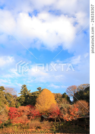 Honjyoji Akihabara Autumn leaves 26838307