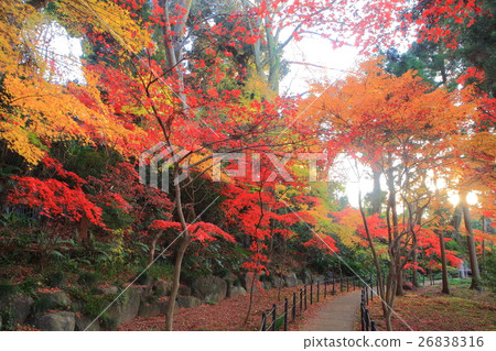 Honjoji autumn leaves 26838316