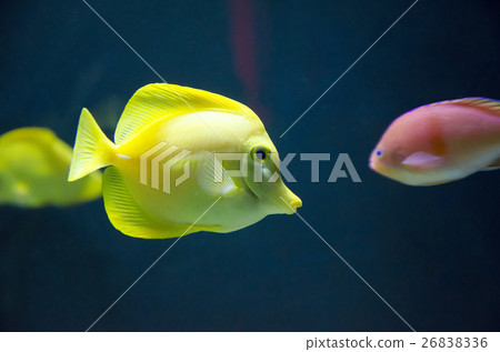 Yellow Tangs fish Yellow Tangs fish 26838336
