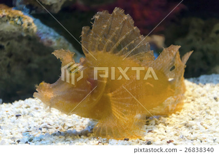 scorpion fish scorpion fish 26838340