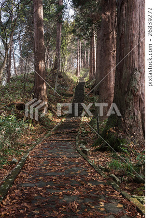The early winter Haguroyama cedar tree 26839272