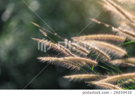Orange flowering grass with blurry dark background 26839438