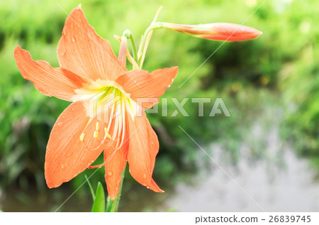Hippeastrum johnsonii Bury beautiful flower Hippeastrum johnsonii Bury beautiful flower 26839745