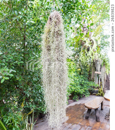 Spanish moss tree on the garden Spanish moss tree on the garden 26839823