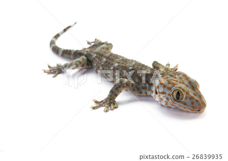 Tokay Gecko on white background Tokay Gecko on white background 26839935