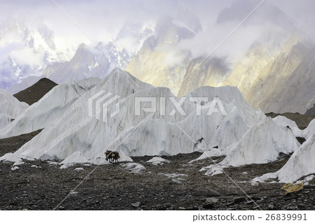 Trekking in Karakroum  Baltoro Glacier Pakistan 26839991