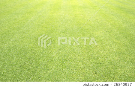 grass background Golf Courses green lawn grass background Golf Courses green lawn 26840957