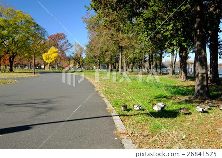Autumn Mizumoto Park 26841575