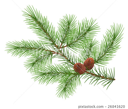 Green fluffy cedar branch and two cones 26841620