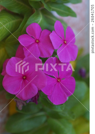 長春花 長春花 26841705