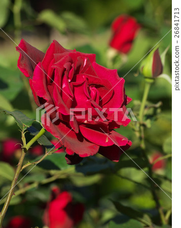 爸爸梅安黑紅色花 26841713