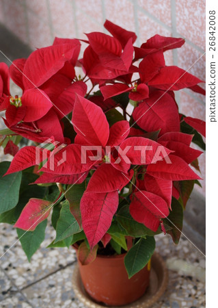 Christmas red Christmas red 26842008