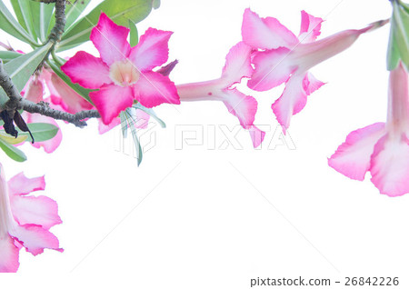 Desert Rose; Impala Lily; flower on background Desert Rose; Impala Lily; flower on background 26842226
