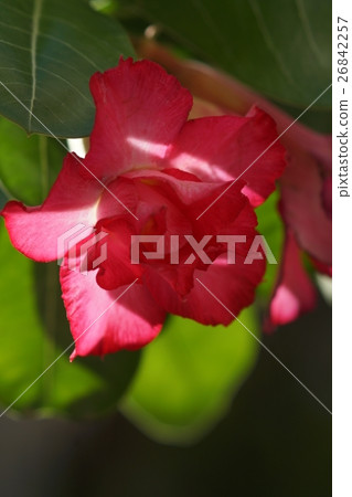 沙漠玫瑰 26842257