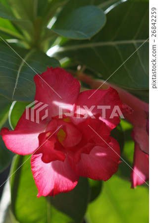 沙漠玫瑰 沙漠玫瑰 26842259