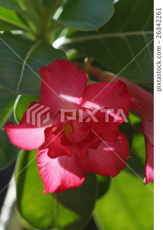 沙漠玫瑰 26842261