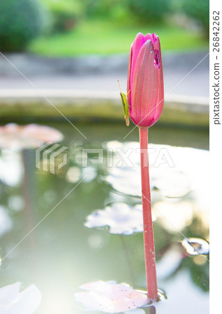 Lotus flowers and insects background ,  26842262