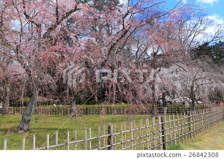 Cherry blossoms of Kyoto Imperial Palace Konoe Residence Cherry blossoms of Kyoto Imperial Palace Konoe Residence 26842308