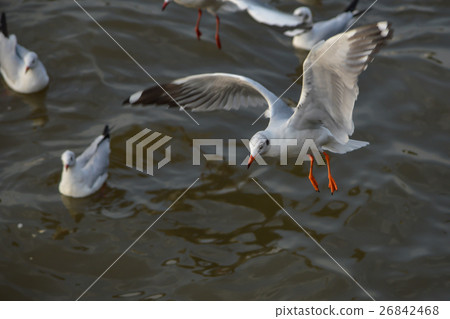 Seagull in thailand Seagull in thailand 26842468