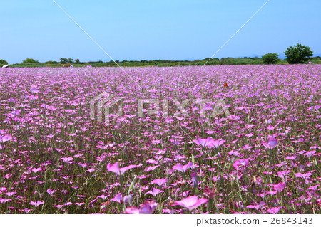 罌粟·快樂廣場大麥場 26843143