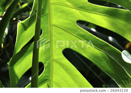 Monstera Monstera 26843239