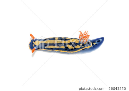 綠海龜 綠海龜 26843250