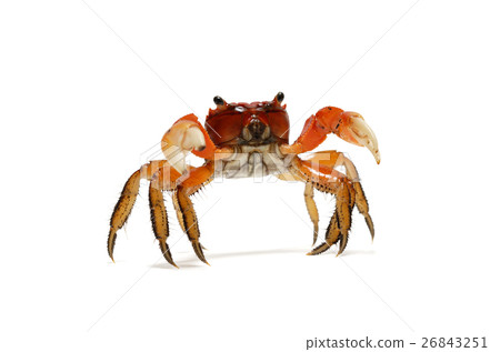 Red crab 26843251