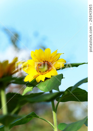 感受陽光 感受陽光 26843965