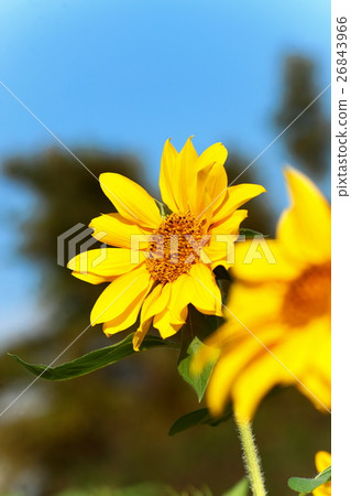 無獨有偶 無獨有偶 26843966