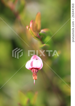 酸果蔓 酸果蔓 26844368