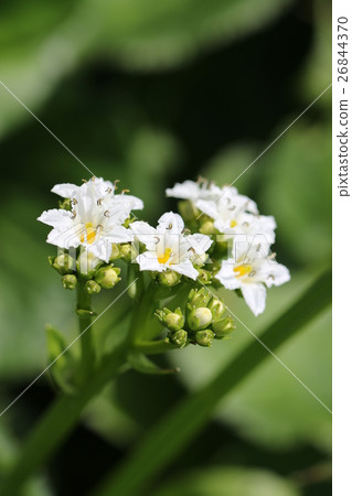 Iwacho(銀杏) Iwacho(銀杏) 26844370