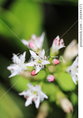 睡菜枳 睡菜枳 26844371