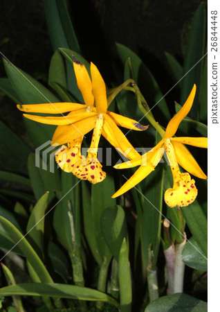 Blasso Cattleya · Richard Mueller 26844448