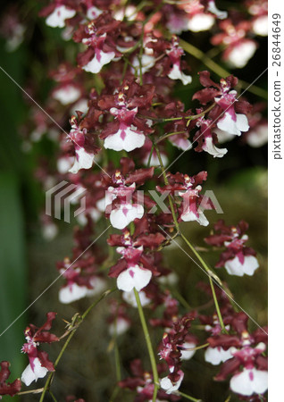 Onshijome·雪莉·寶貝“甜香” Onshijome·雪莉·寶貝“甜香” 26844649