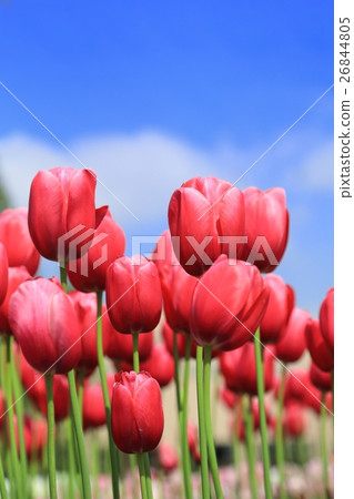 Blue sky and tulip flower Blue sky and tulip flower 26844805