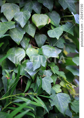 Ivy leaves 26845590