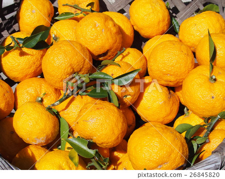 Yuzu · Yuzu right after harvest 26845820