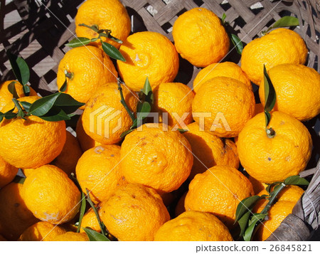 Yuzu · Yuzu right after harvest Yuzu · Yuzu right after harvest 26845821