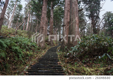 晚秋山Haguroyama雪松樹 26846680