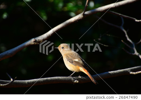 黃尾鴝 黃尾鴝 26847490
