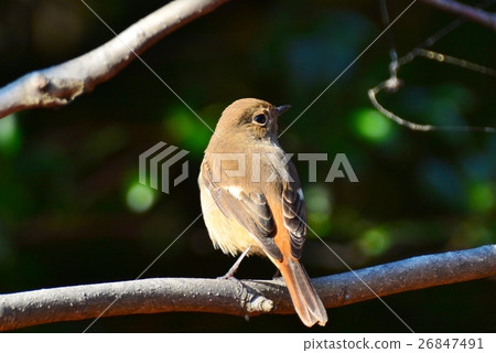 黃尾鴝 26847491