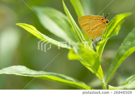 Akashijimi Akashijimi 26848509