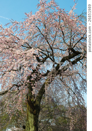 Cherry blossoms at Daigoji Temple in Kyoto Cherry blossoms at Daigoji Temple in Kyoto 26851989