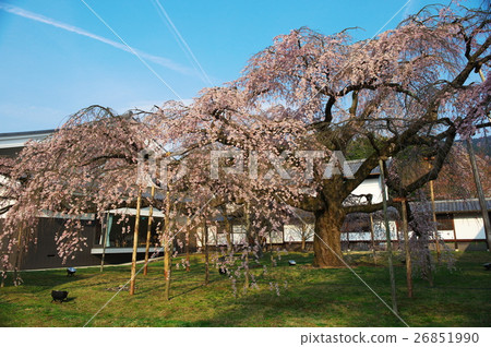 Cherry blossoms at Daigoji Temple in Kyoto Cherry blossoms at Daigoji Temple in Kyoto 26851990
